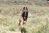 MALINOIS 365